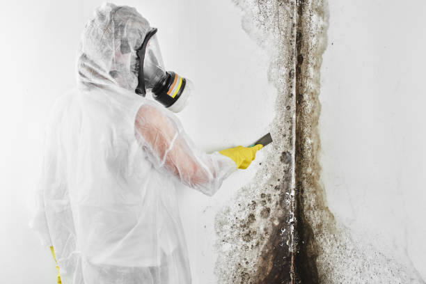 Best Mold Inspection  in Vinton, TX