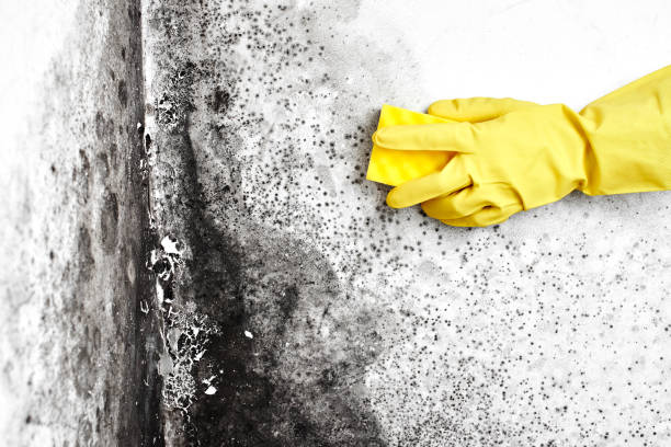 Mold Removal Process in Vinton, TX