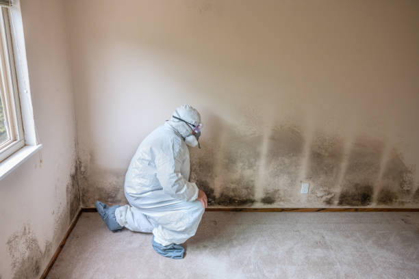 Best Toxic Mold Removal  in Vinton, TX