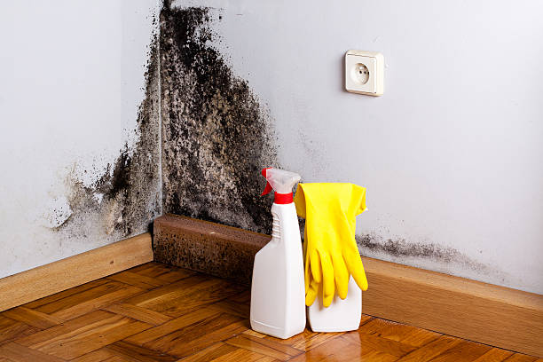 Best Crawl Space Mold Removal  in Vinton, TX