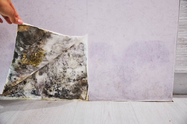 Best Same-Day Mold Removal  in Vinton, TX